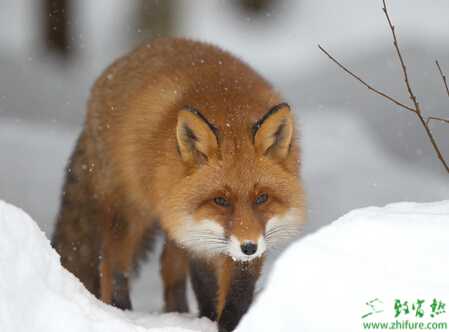 五段飼養(yǎng)法教你養(yǎng)好狐貍