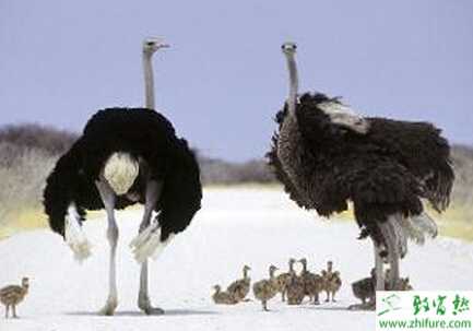 養(yǎng)殖鴕鳥幼鴕鳥腿部出現(xiàn)水腫的原因
