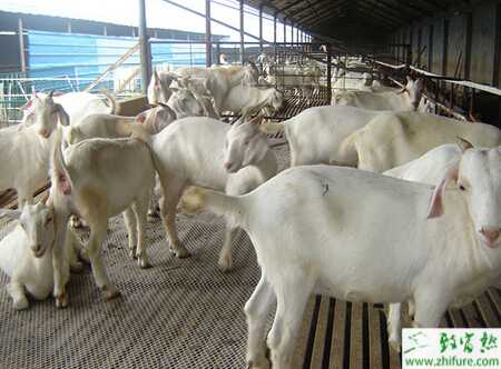 冬季養(yǎng)殖山羊的四個技術(shù)要點