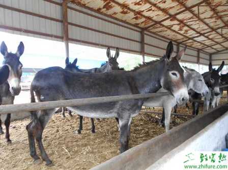 養殖肉驢高產的技術