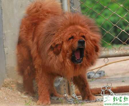 養(yǎng)殖藏獒藏獒的交配過(guò)程需注意事項(xiàng)