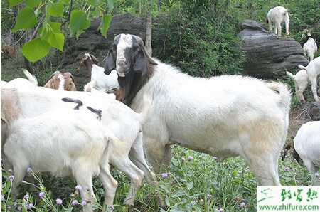 養(yǎng)殖波爾山羊的疾病防治