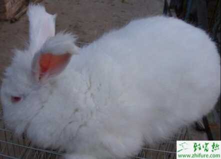 如何才能養好長毛種公兔