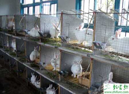 養(yǎng)殖肉兔短期育肥的技術(shù)