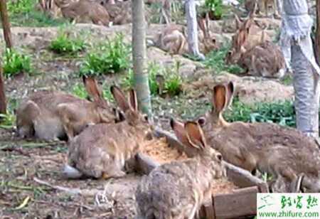 養(yǎng)殖野兔的春季的繁殖經(jīng)驗(yàn)