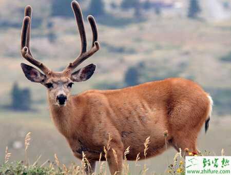 養鹿鹿危害性疫病的防治