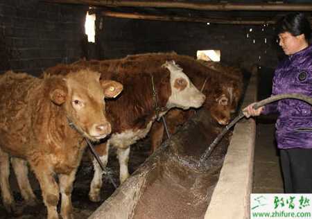 養(yǎng)殖肉牛輸精的經(jīng)驗