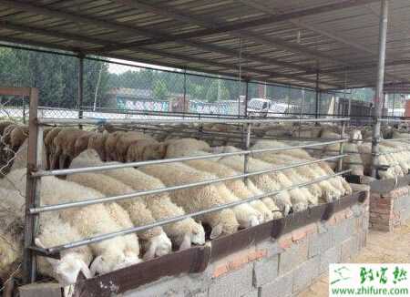 教你小尾寒羊真假優劣鑒別方法