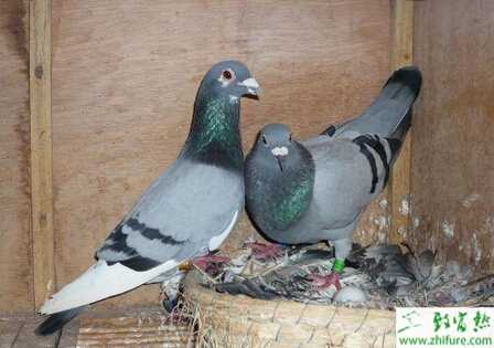 養(yǎng)殖信鴿眼砂的幾種配法