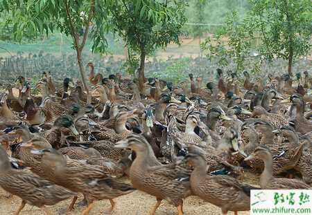 野鴨的冬季養(yǎng)殖經(jīng)驗(yàn)