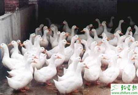 養殖肉鴨的強度育肥