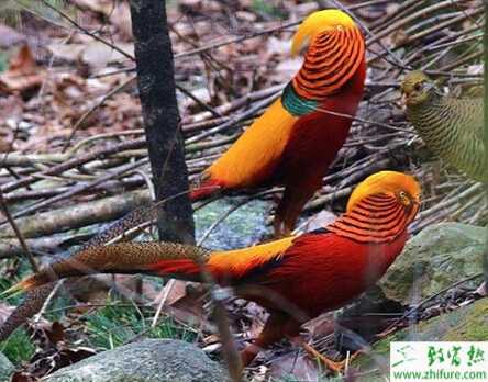 紅腹錦雞的養殖經驗