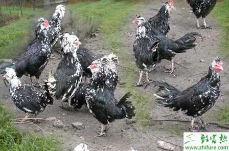 養殖貴妃雞新城疫疾病的診斷治療