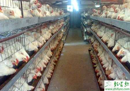 養殖肉雞啄毛的原因