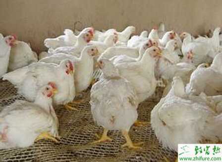 養殖白羽肉雞患雞新城疫的原因及防治方法