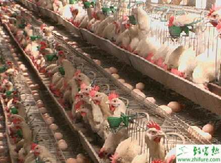 冬天養(yǎng)殖蛋雞需注意幾點(diǎn)