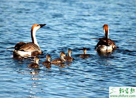 養殖大雁的中雁的飼養管理