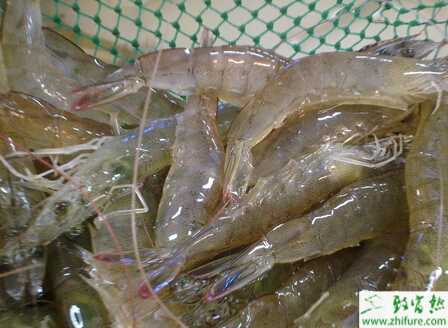 養蝦虧本的案例分析