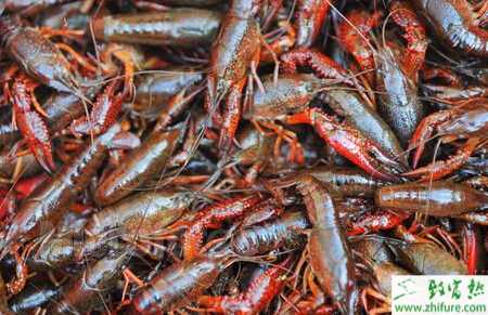 淡水小龍蝦放養需注意哪些