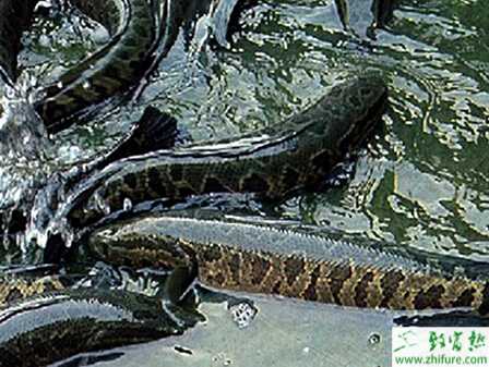 利用池塘單養黑魚的技術