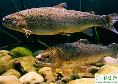 利用水庫底層水網箱養殖虹鱒魚的技術