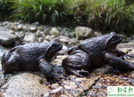 養殖石蛙的養殖場的建設經驗