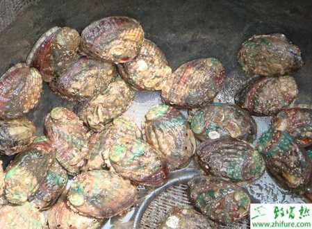 養殖鮑魚氣泡病的防治