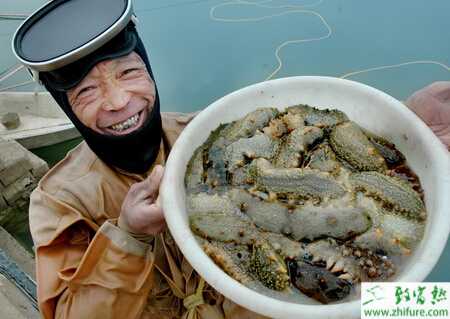 池塘養殖海參的技術