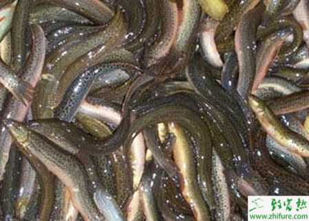 養殖泥鰍細菌性疾病及其防治