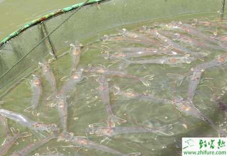 養(yǎng)殖對蝦微孢子蟲病的防治