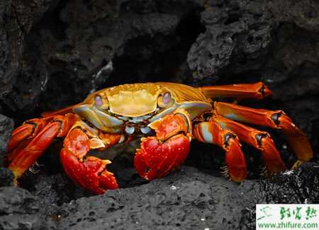 冬季可以預(yù)防蟹病發(fā)生的六種方法