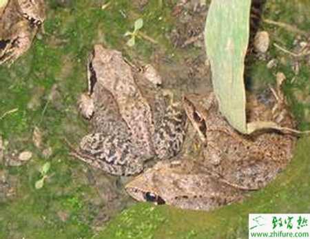養殖林蛙人工繁殖技術