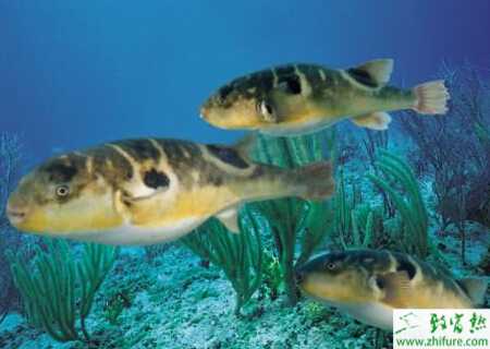 養殖河豚常見病膚霉病防治技術