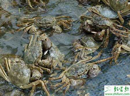 北方河蟹養殖管理的經驗