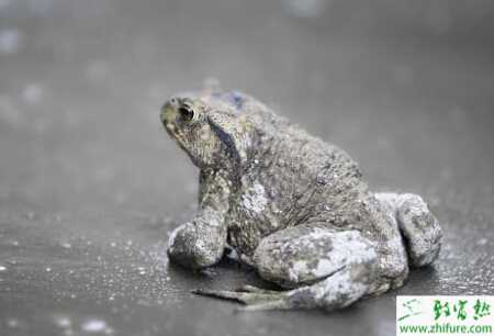 養殖蟾蜍的春繁經驗