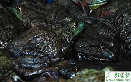 養(yǎng)殖牛蛙歪頭病的防治