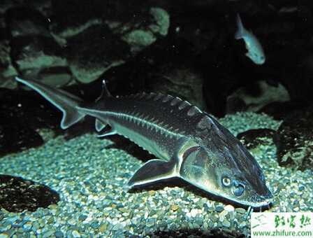 利用網箱養殖鱘魚的方法