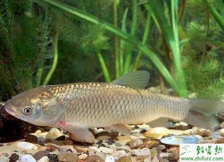 養(yǎng)殖草魚秋季促進(jìn)草魚增膘的措施