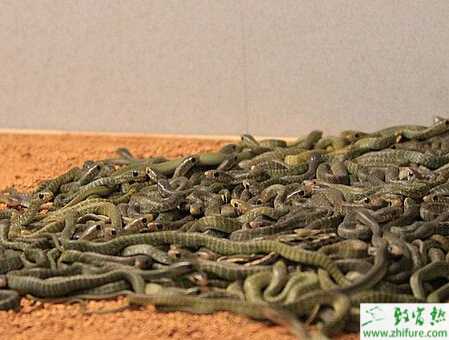 秋季蛇飼養(yǎng)的經(jīng)驗