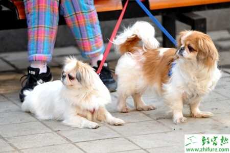 養(yǎng)殖寵物狗的配種注意事項