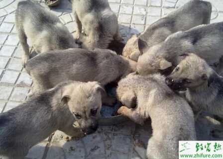 養殖肉狗需注意的十點