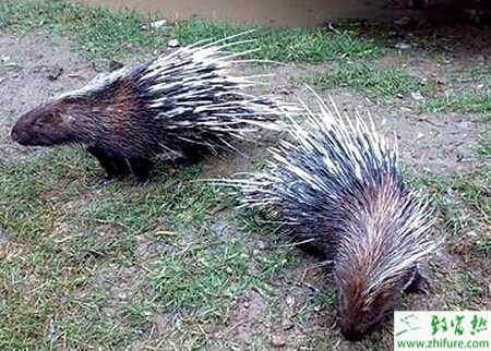 養(yǎng)殖豪豬養(yǎng)殖舍的建設(shè)要點(diǎn)