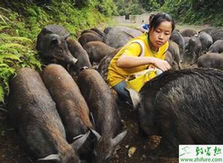 養殖野豬影響野豬繁殖性能的幾種微量元素