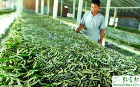 養(yǎng)蠶前要準(zhǔn)備的蠶用物質(zhì)