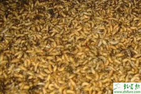 養(yǎng)殖蠅蛆優(yōu)質(zhì)高效的飼養(yǎng)與管理經(jīng)驗(yàn)