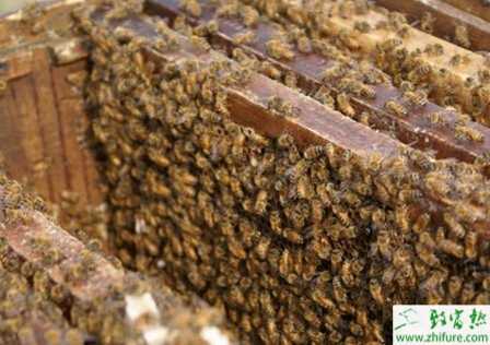 養(yǎng)蜂謹(jǐn)防蜜蜂茶花蜜中毒