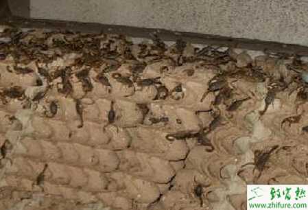 常溫養殖蝎子必備的條件