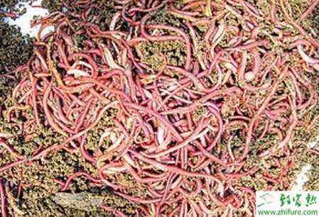 適宜人工養(yǎng)殖的六種蚯蚓