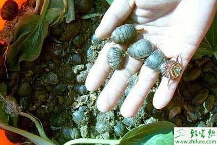 養(yǎng)殖土元需要注意防御外來敵害