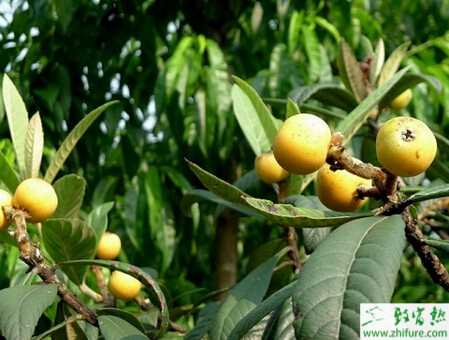 種枇杷采摘前的管理